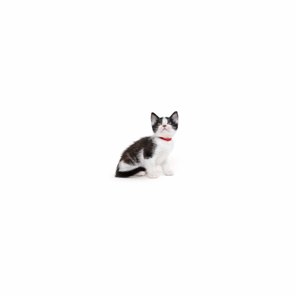 Mississippi, Adoptable, Kitten Female Domestic Short Hair.