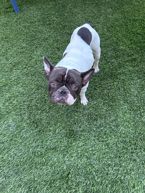 Enlarge Merrick, a Adoptable French Bulldog in Mesa, AZ image 1/6