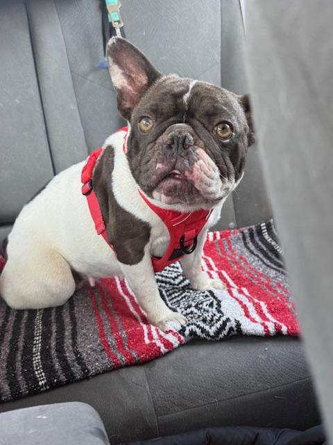 Enlarge Merrick, a Adoptable French Bulldog in Mesa, AZ image 2/6