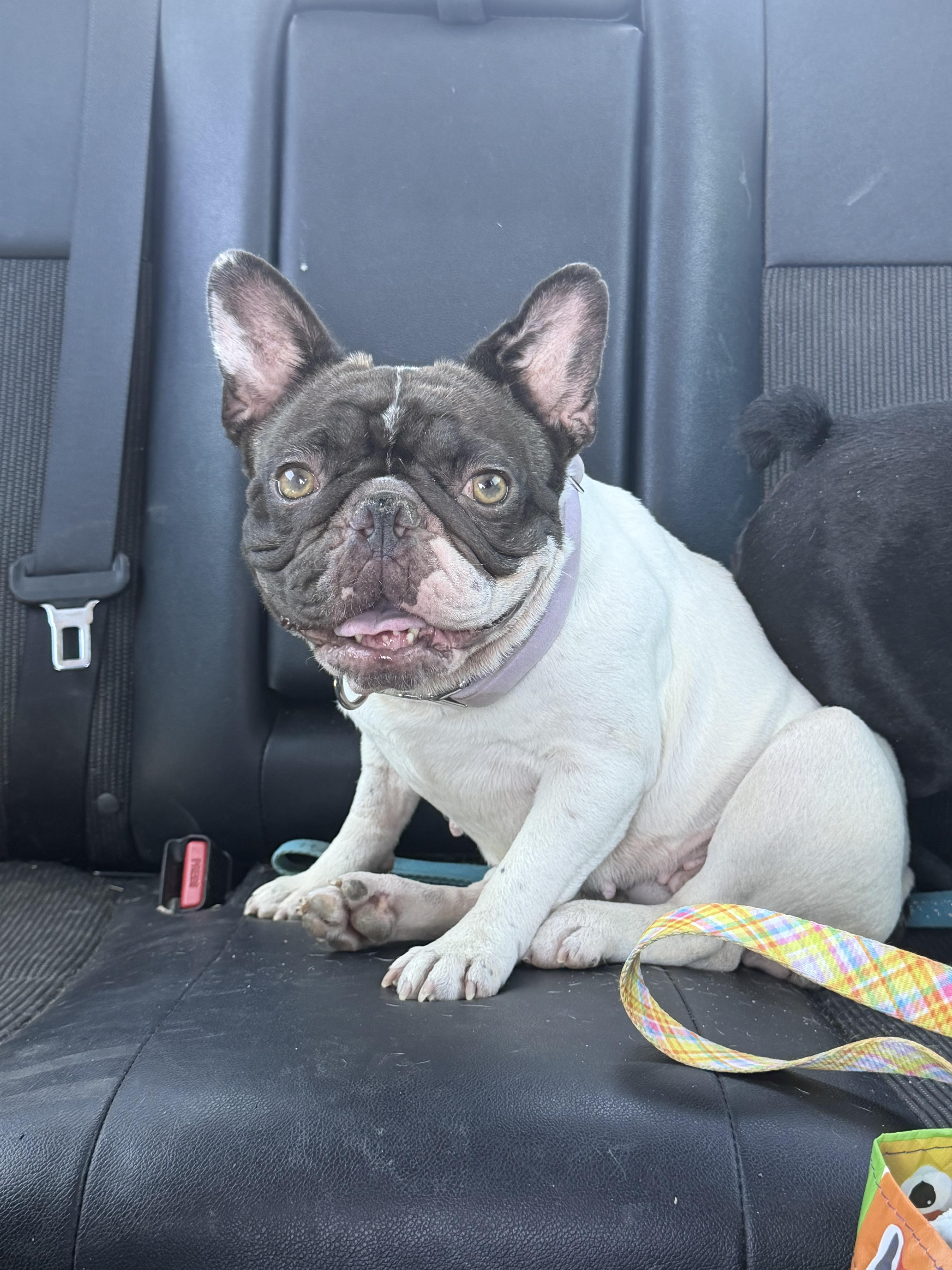 Merrick, a Adoptable French Bulldog in Mesa, AZ image 2/6