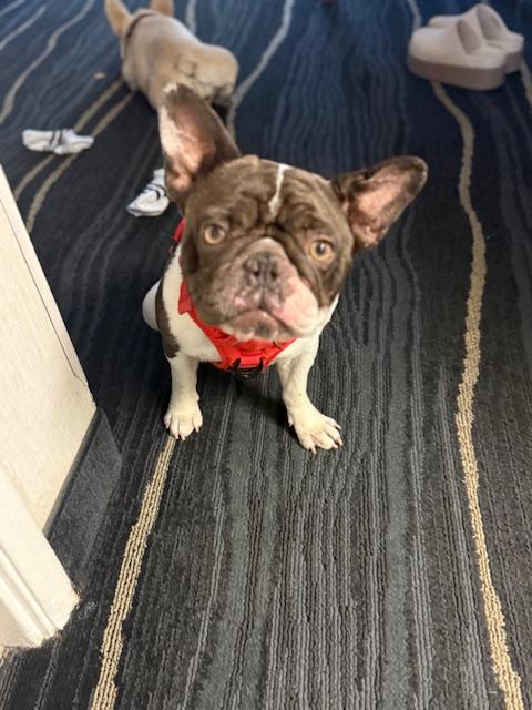 Enlarge Merrick, a Adoptable French Bulldog in Mesa, AZ image 3/6