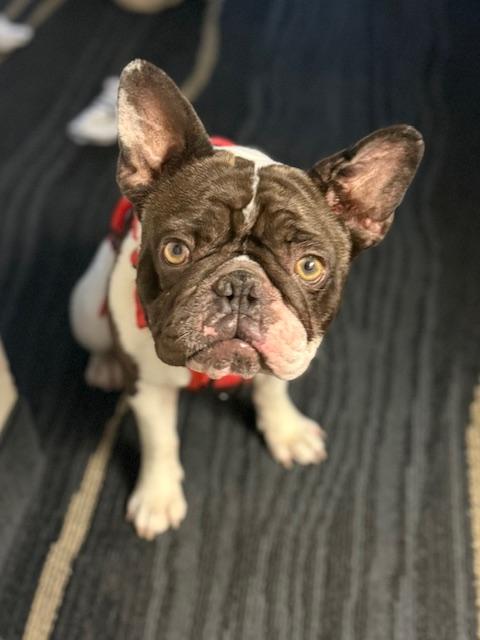 Enlarge Merrick, a Adoptable French Bulldog in Mesa, AZ image 4/6