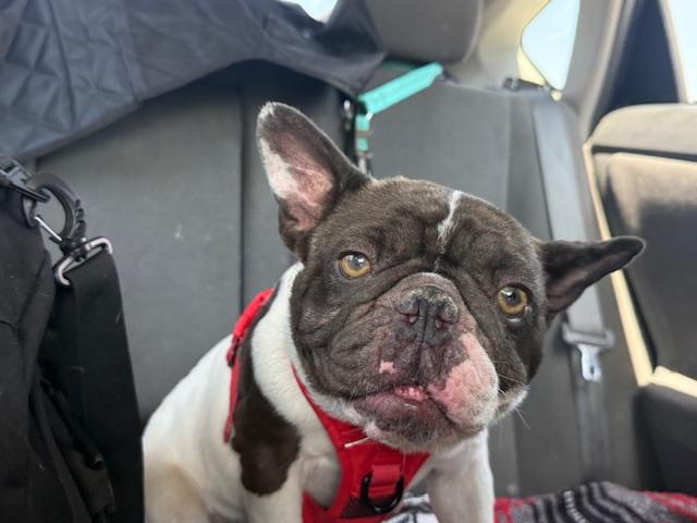 Enlarge Merrick, a Adoptable French Bulldog in Mesa, AZ image 5/6