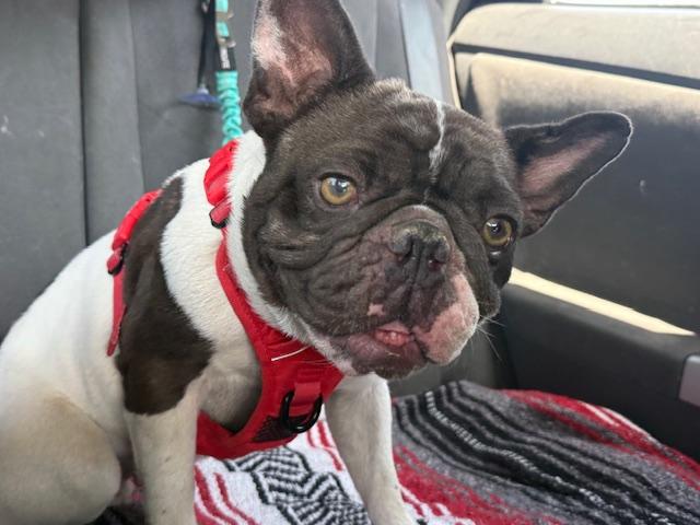 Enlarge Merrick, a Adoptable French Bulldog in Mesa, AZ image 6/6