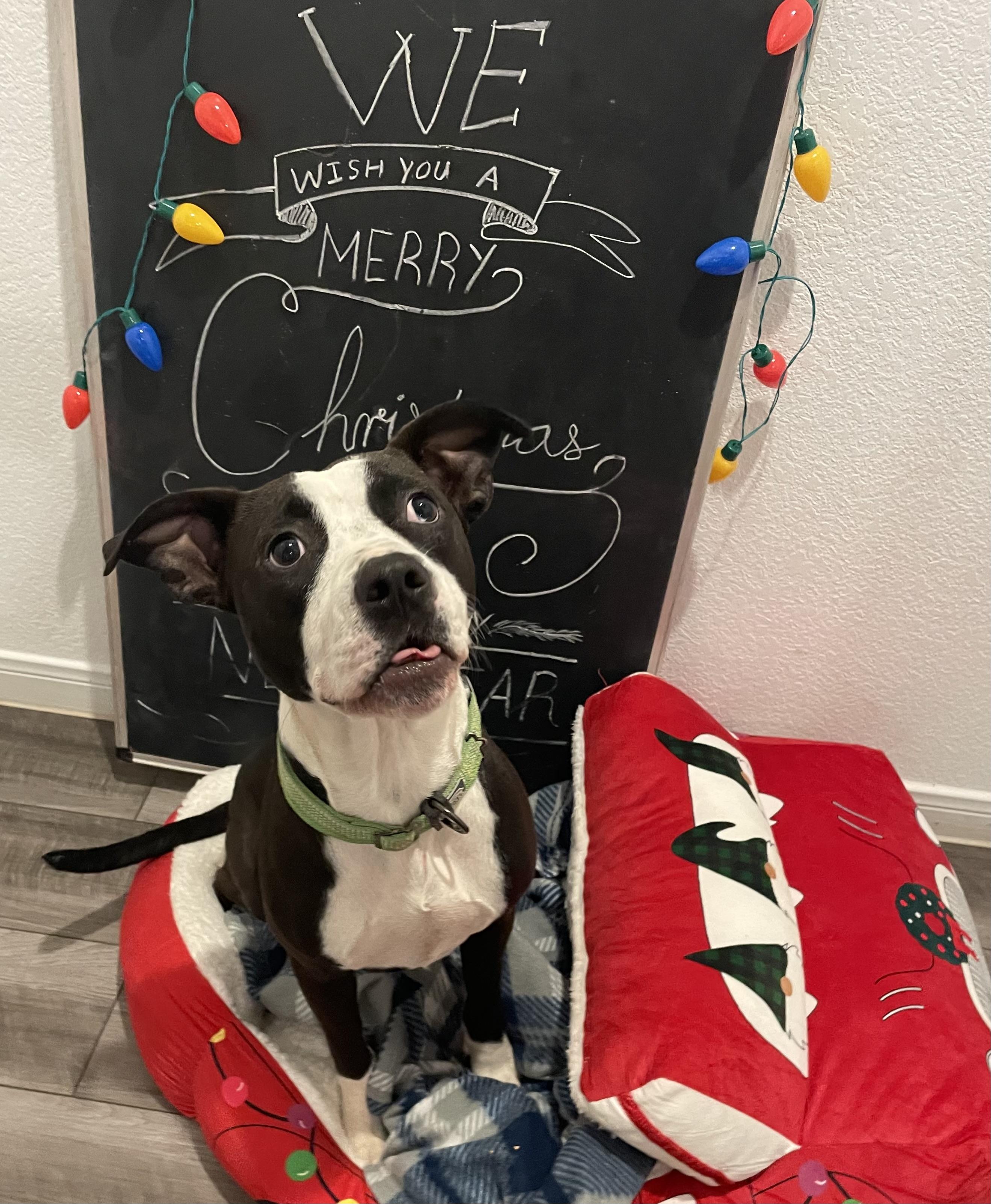 Gus Gus, Adopted, Young Male Pit Bull Terrier & Boston Terrier.