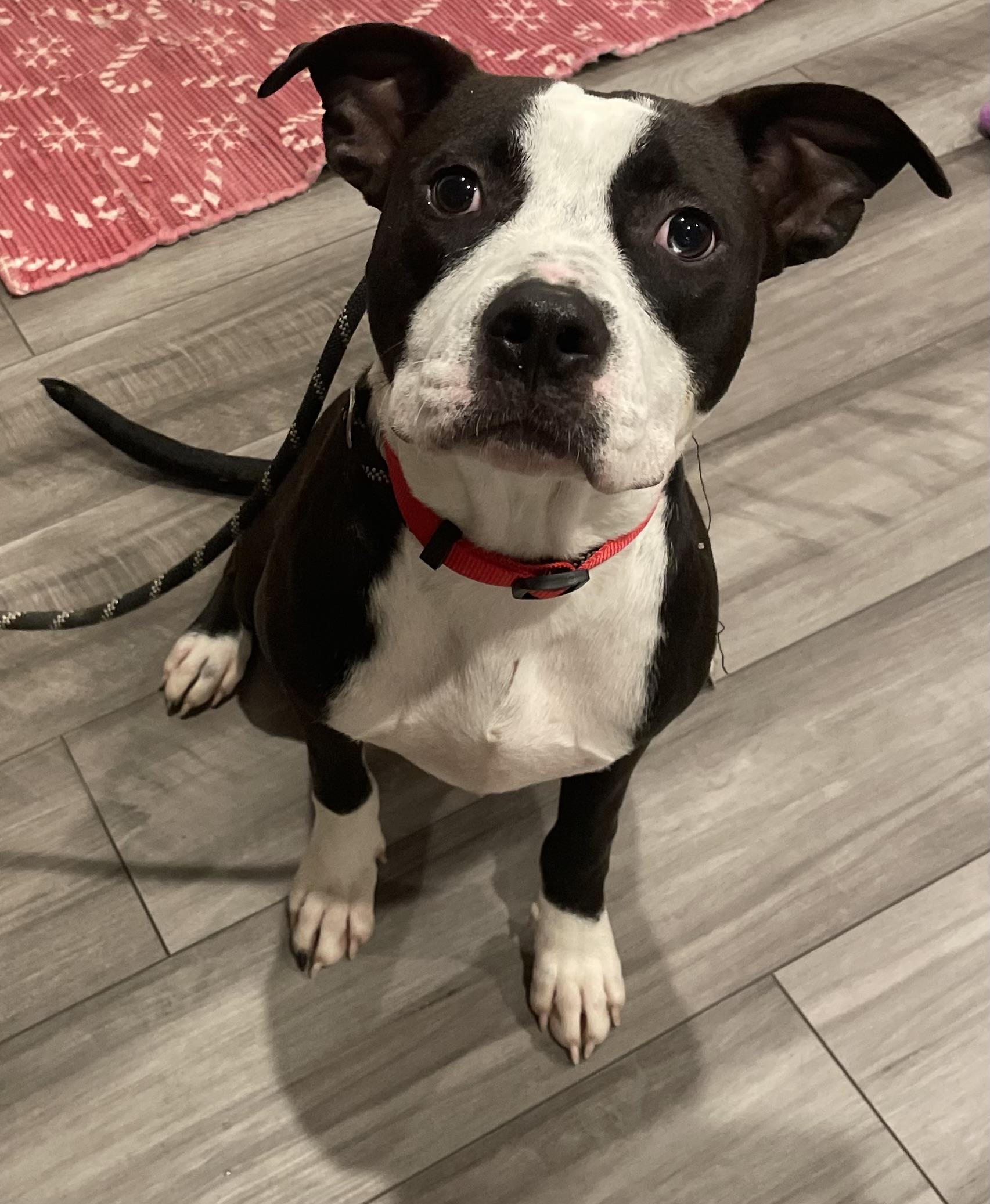 Enlarge Gus Gus, a Adopted mixed breed in New waverly, TX image 2/4