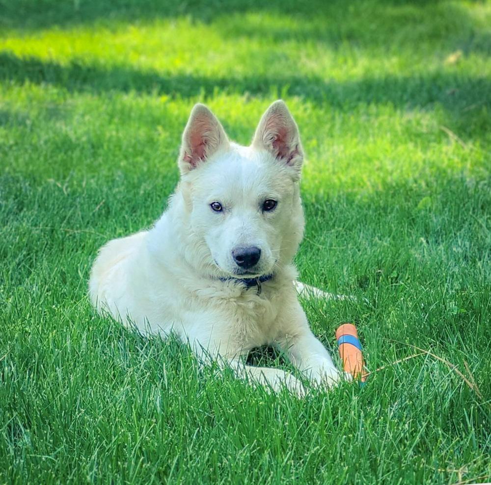 Hoodoo, a Adoptable mixed breed in Spokane , WA image 2/3