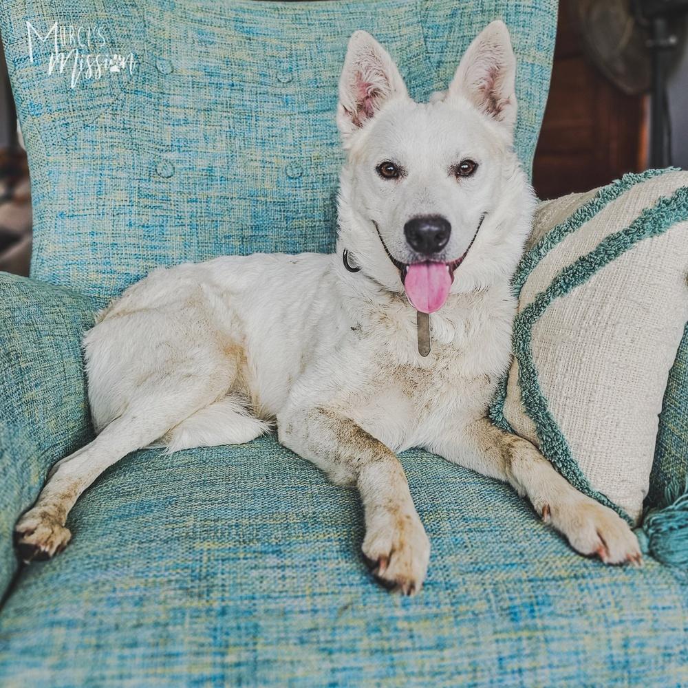Hoodoo, a Adoptable mixed breed in Spokane , WA image 3/3