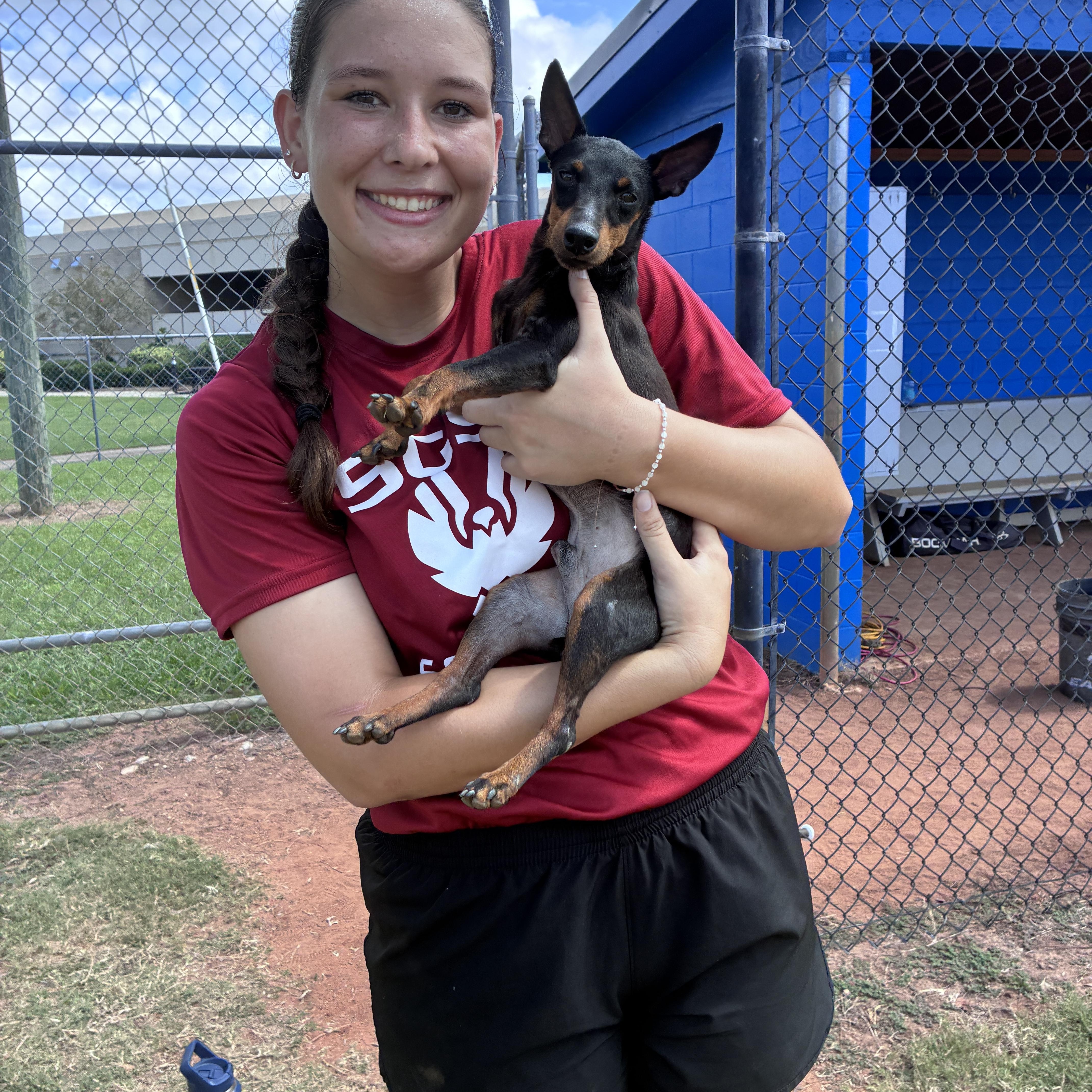 Enlarge Peewee, a Adoptable Toy Manchester Terrier in Douglas, GA image 3/5