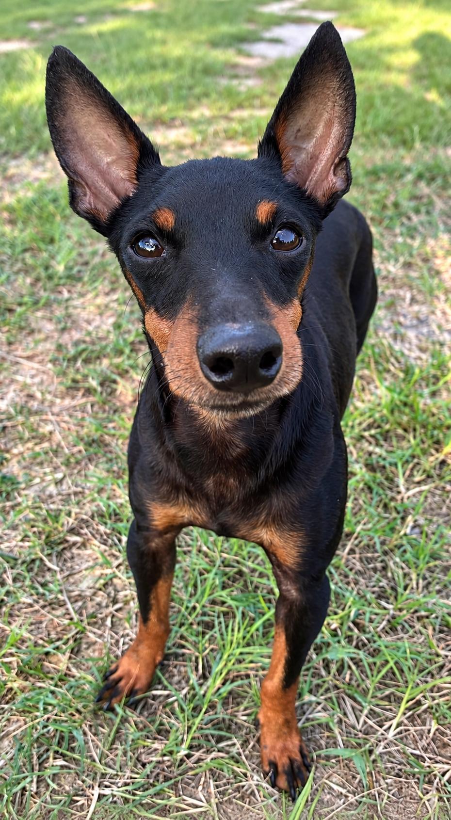 Enlarge Peewee, a Adoptable Toy Manchester Terrier in Douglas, GA image 1/5