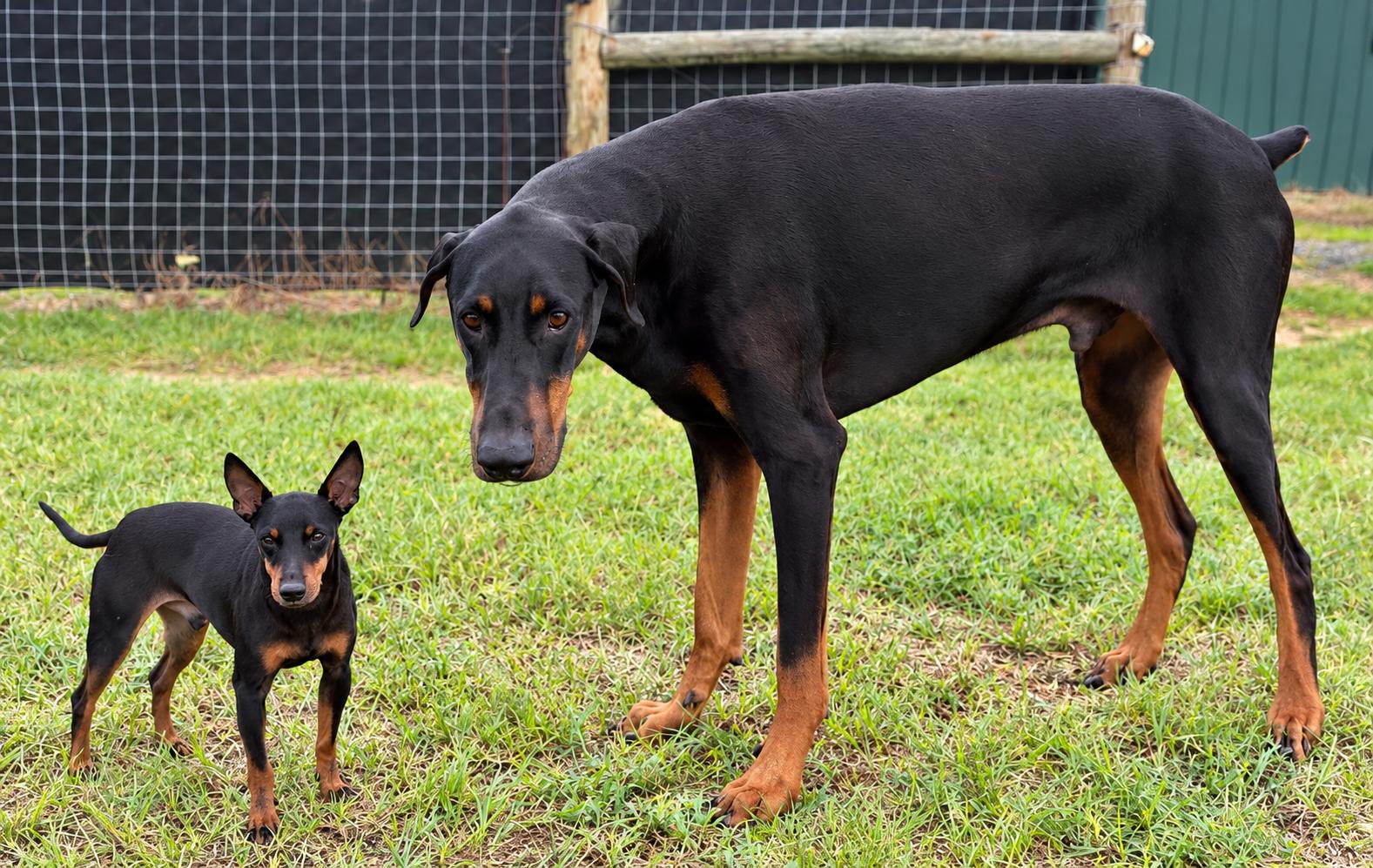 Enlarge Peewee, a Adoptable Toy Manchester Terrier in Douglas, GA image 2/5