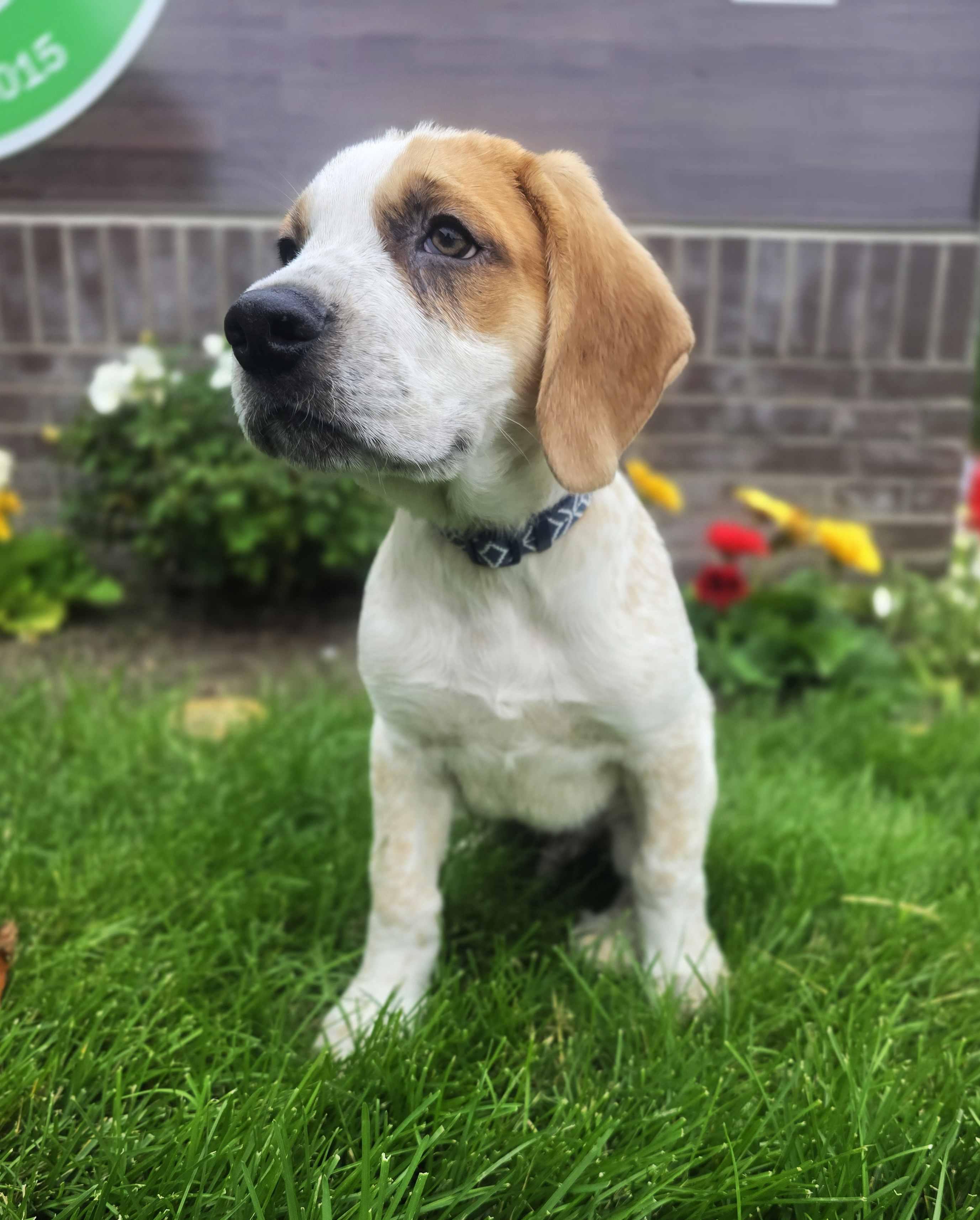 Warren, an adoptable mixed breed in Itasca, IL image 3/3