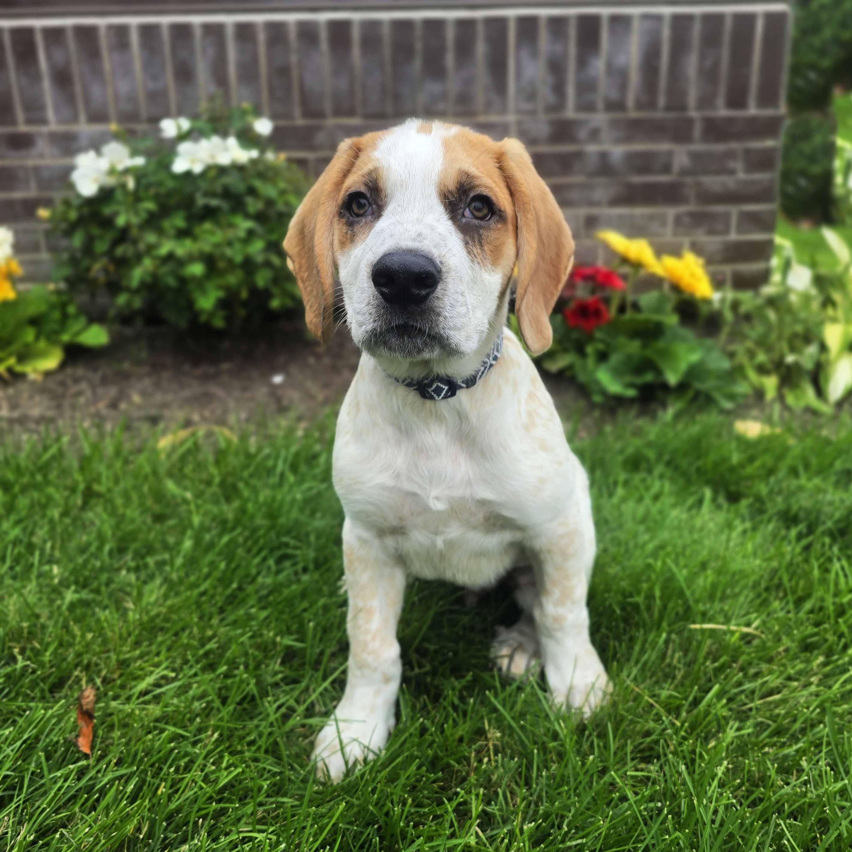 Warren, an adoptable mixed breed in Itasca, IL image 2/3