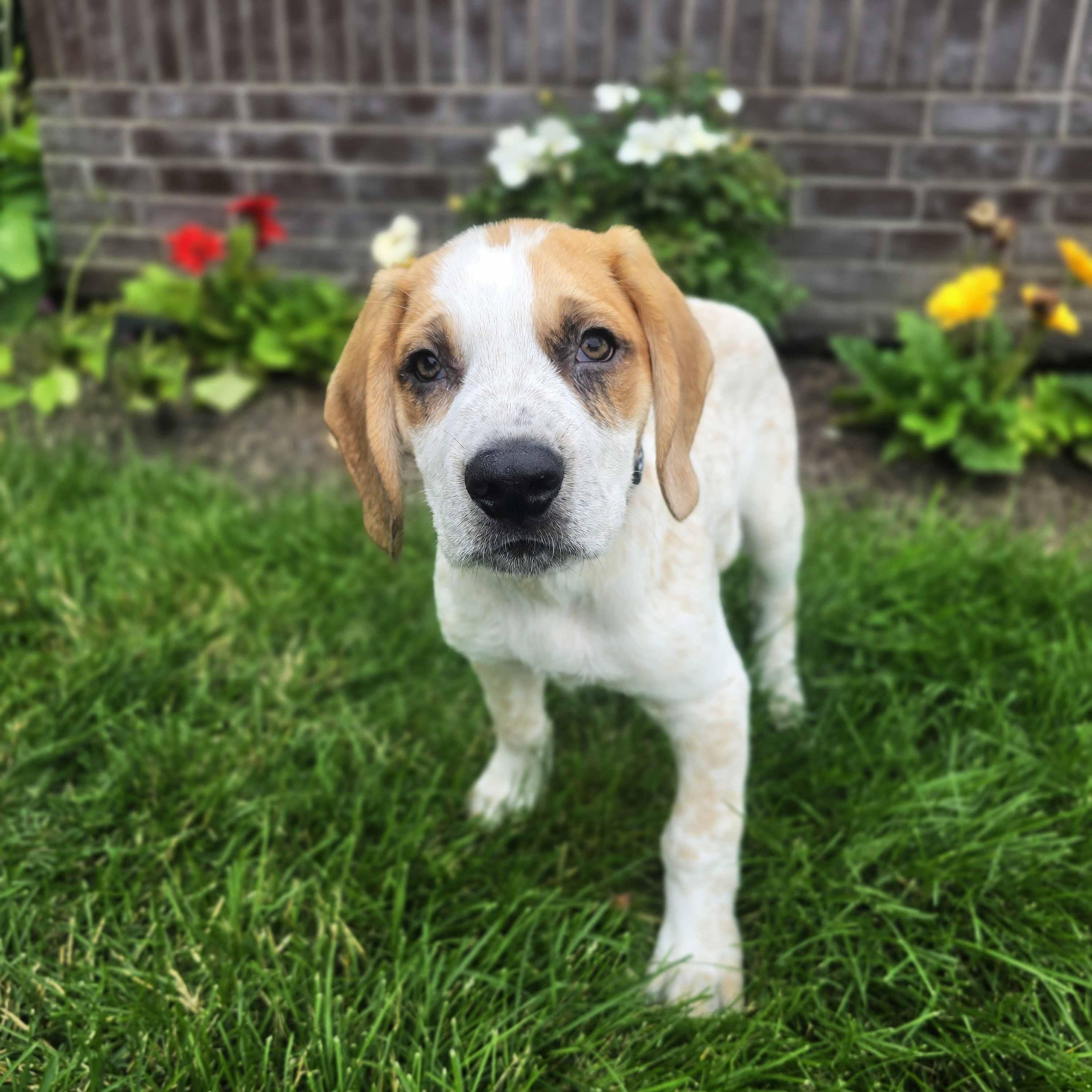 Warren, adoptable, Puppy Male Hound & Retriever.