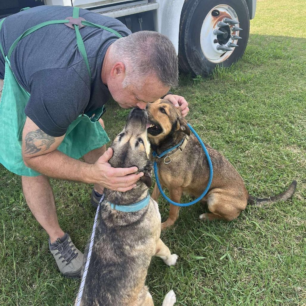 Enlarge Ms. Dizzy Pickles, a Adoptable mixed breed in Dickinson, TX image 2/6