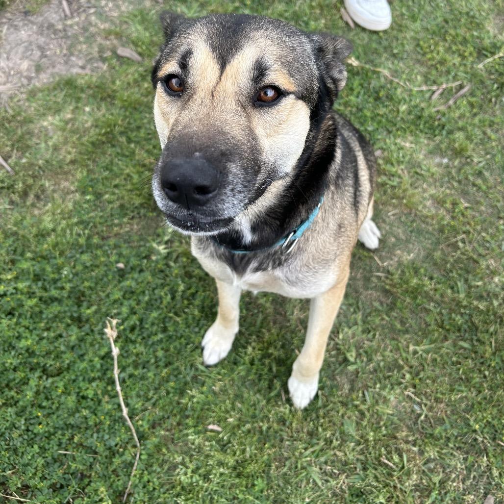 Enlarge Ms. Dizzy Pickles, a Adoptable mixed breed in Dickinson, TX image 3/6