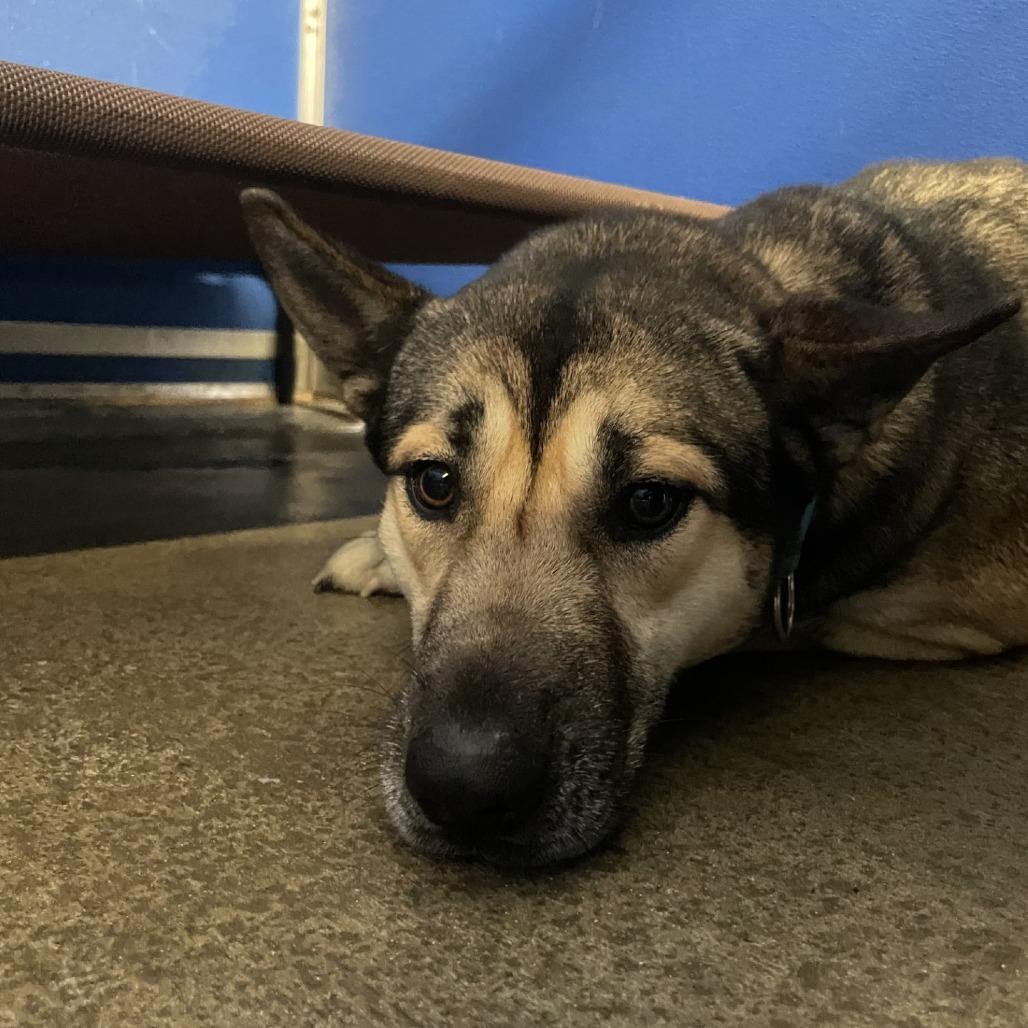 Enlarge Ms. Dizzy Pickles, a Adoptable mixed breed in Dickinson, TX image 4/6