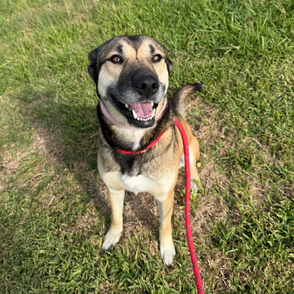 Enlarge Ms. Dizzy Pickles, a Adoptable mixed breed in Dickinson, TX image 6/6