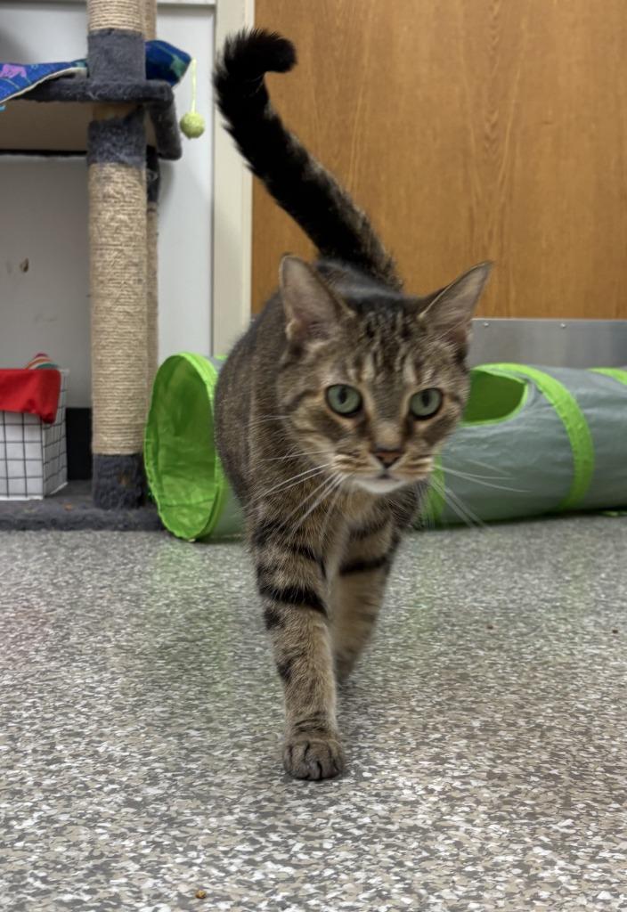 Sofie, Adoptable, Adult Female Domestic Short Hair.