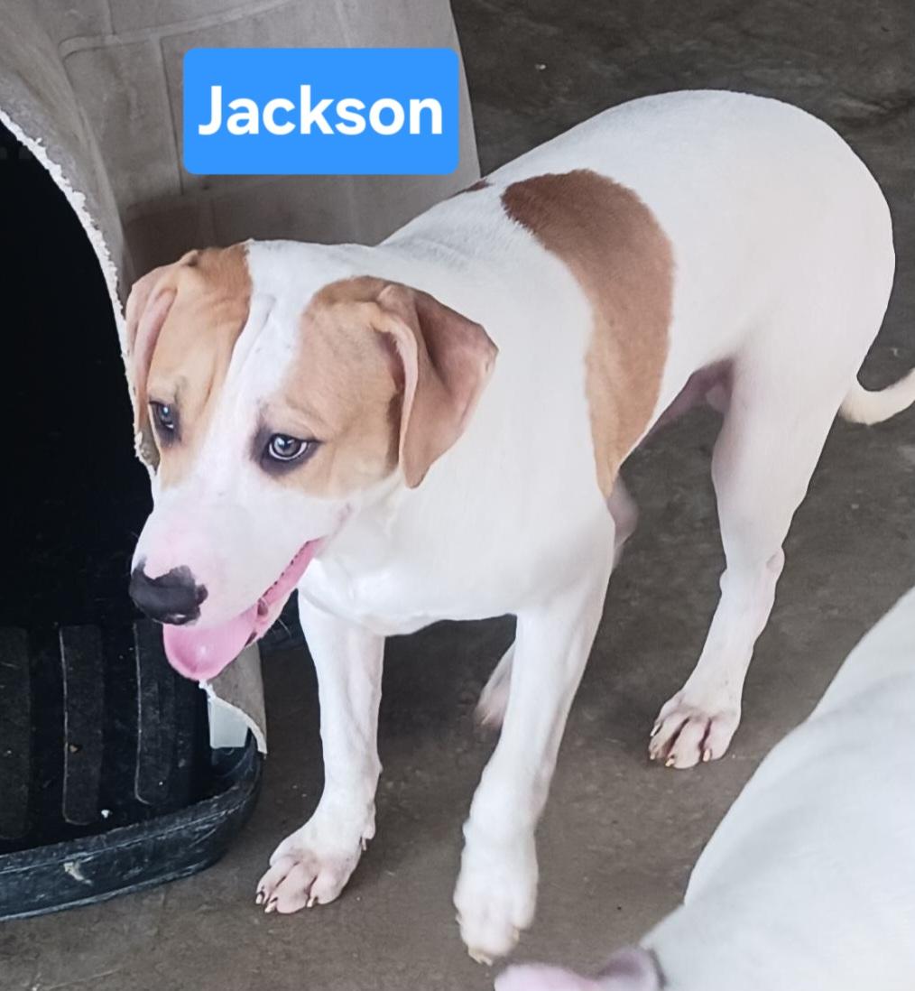 Jackson