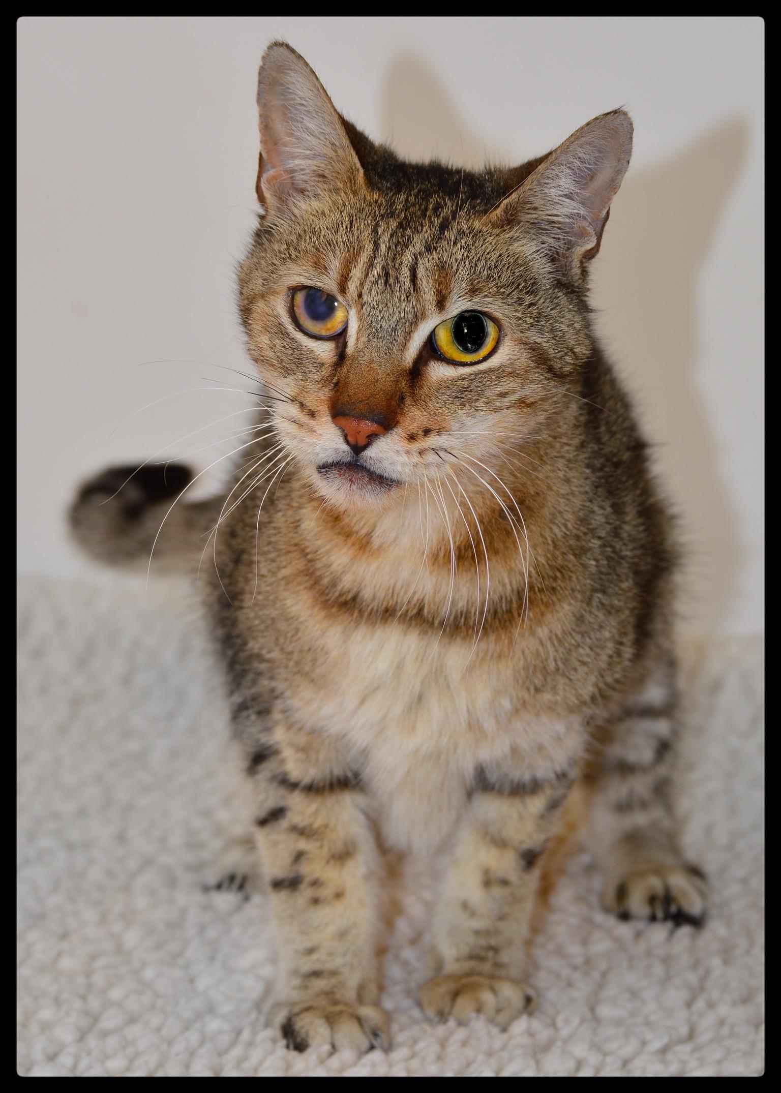 Ellis A061249, Adoptable, Senior Male Domestic Short Hair.
