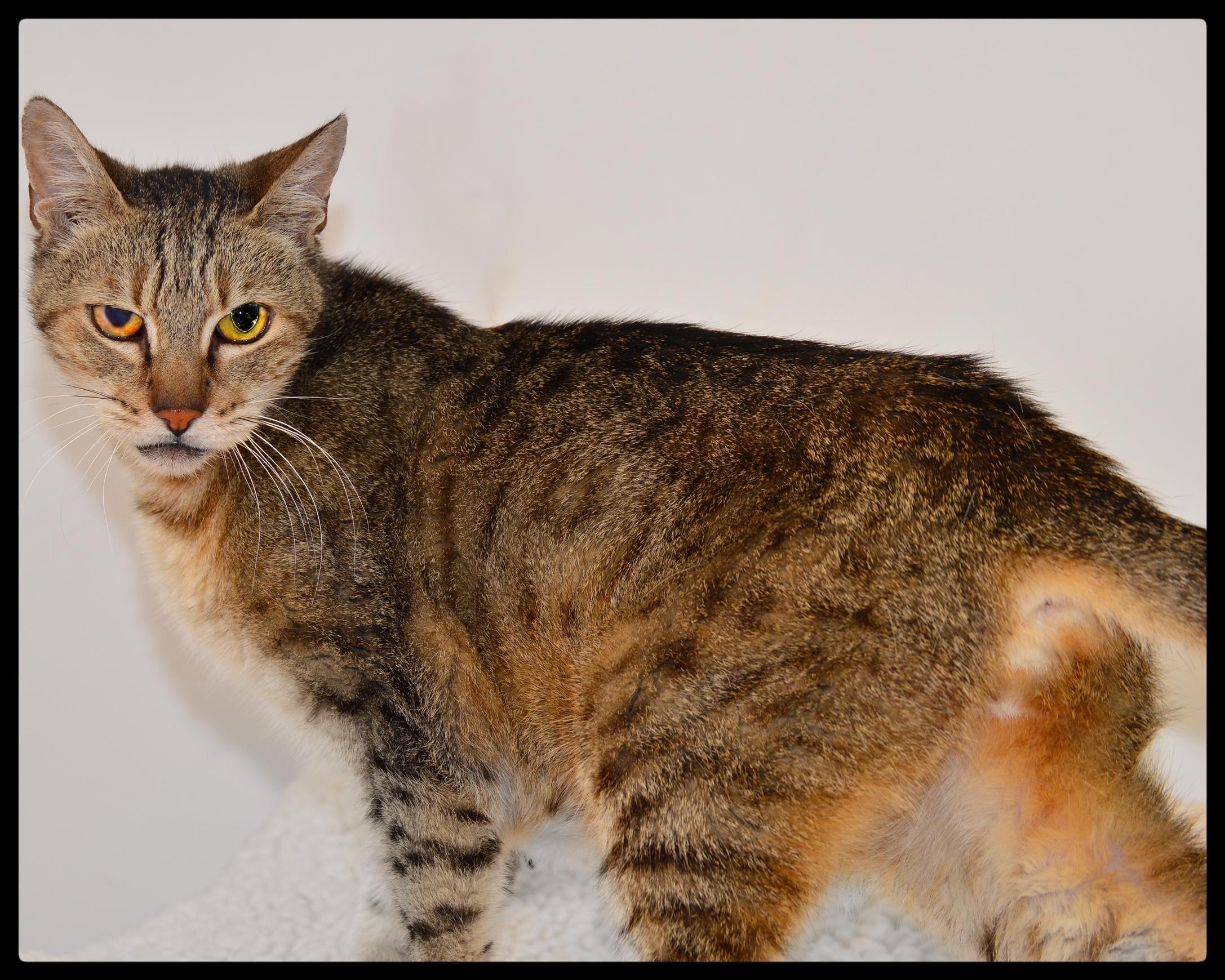 Enlarge Ellis A061249, a Adoptable Domestic Short Hair in San Andreas, CA image 2/2