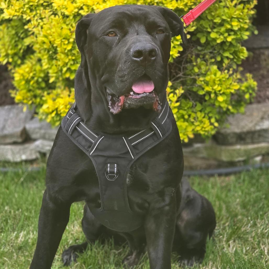 Neyru, Adoptable, Adult Male Boerboel.
