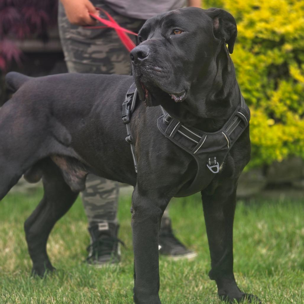 Neyru, a Adoptable Boerboel in Oceanside, NY image 2/2