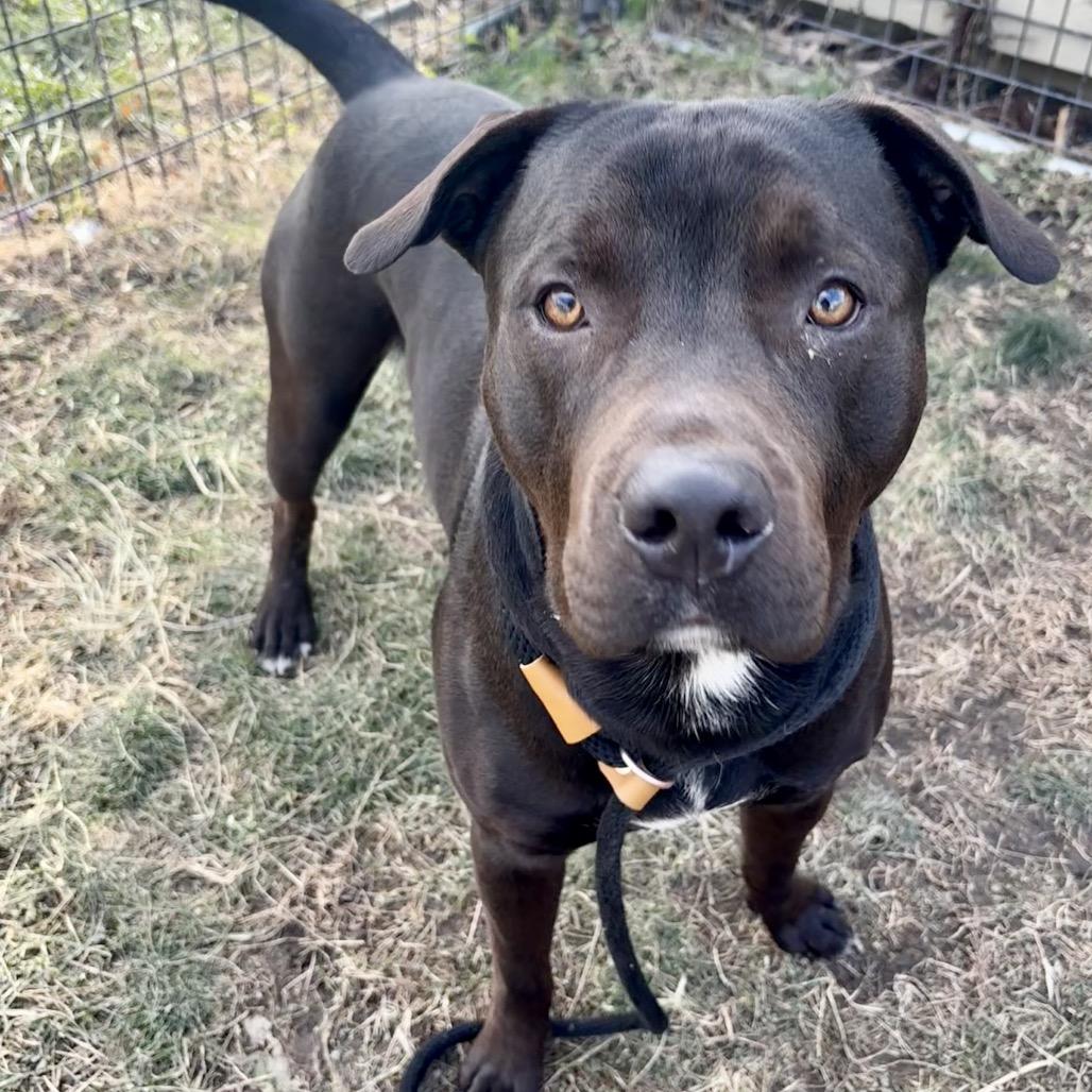 Mr.Worldwide, Adoptable, Young Male Pit Bull Terrier & Mixed Breed.