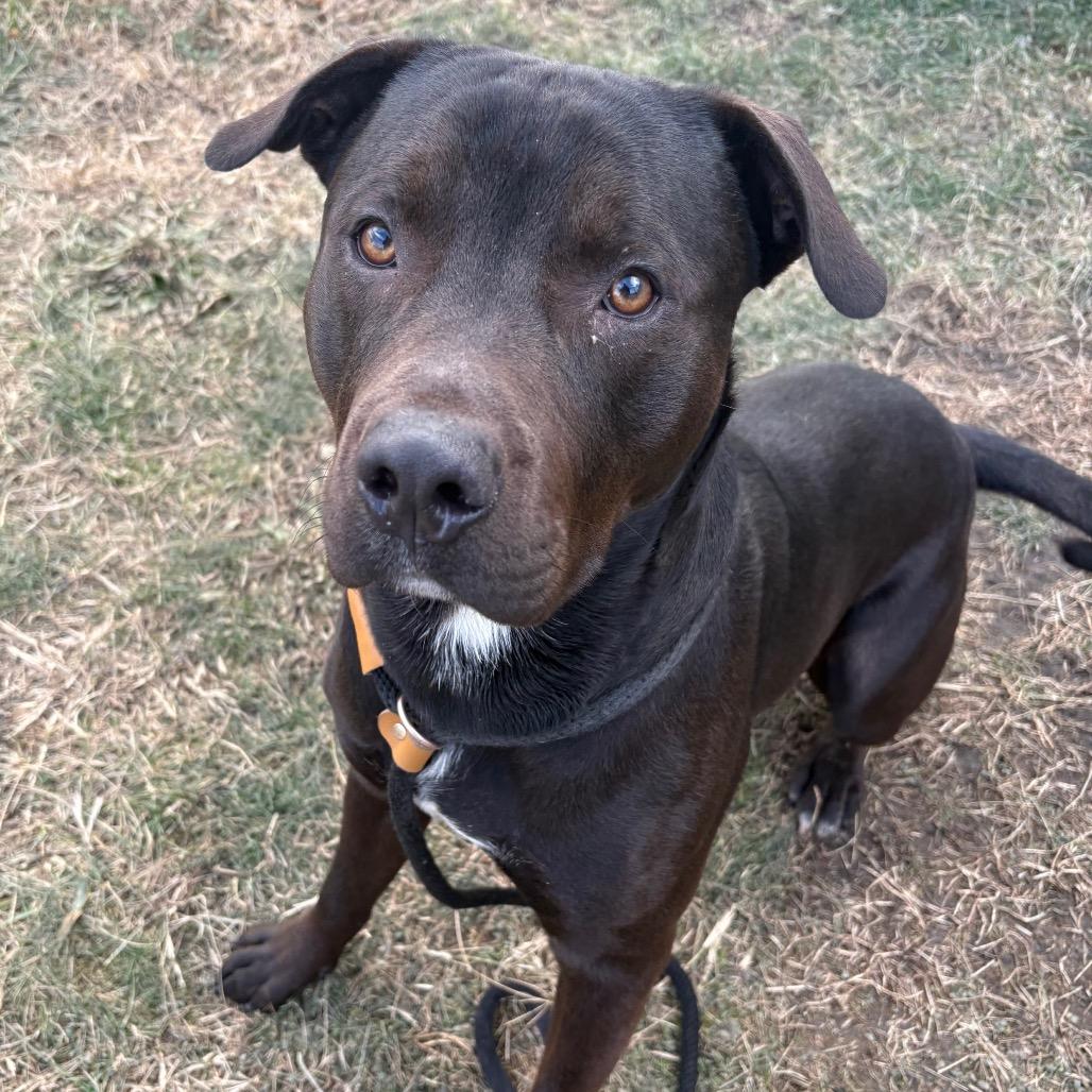 Enlarge Mr.Worldwide, a Adoptable mixed breed in St Joseph, MO image 2/3
