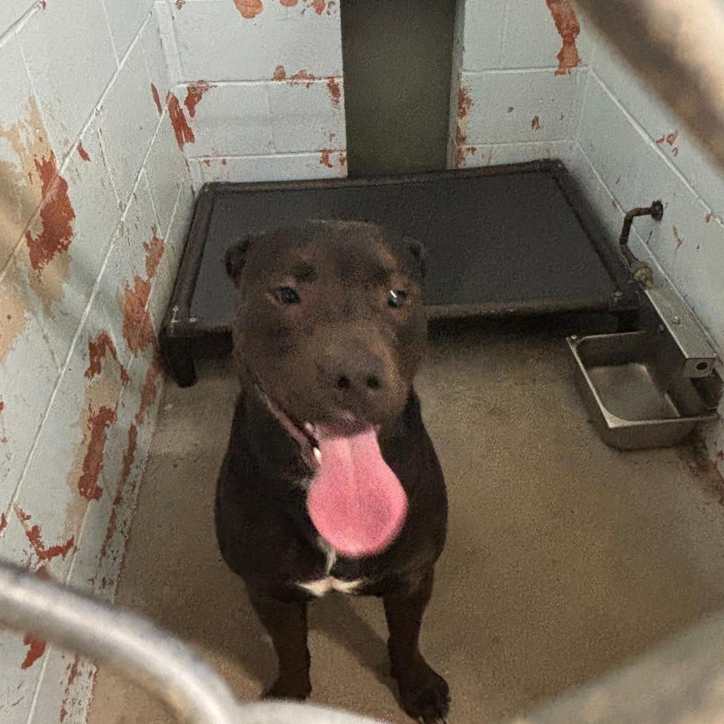 Enlarge Mr.Worldwide, a Adoptable mixed breed in St Joseph, MO image 3/3