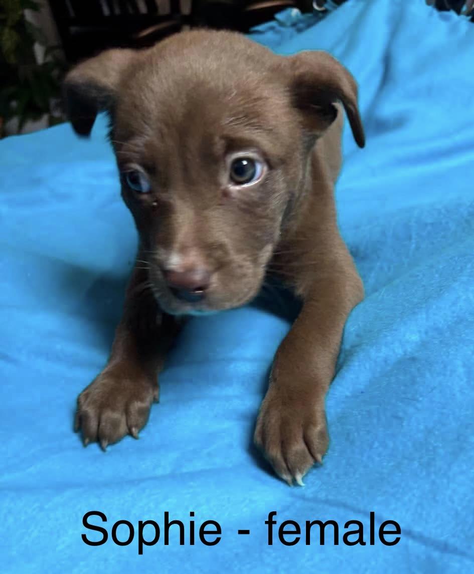 Enlarge Sophie, a Adoptable mixed breed in Crystal Lake, IL image 1/1