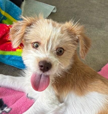 Roxy, an adopted mixed breed in Canoga Park, CA image 5/5