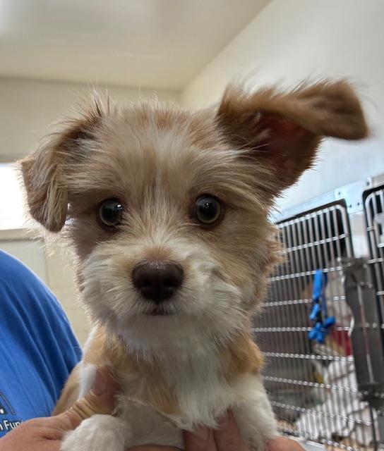 Roxy, an adopted mixed breed in Canoga Park, CA image 4/5