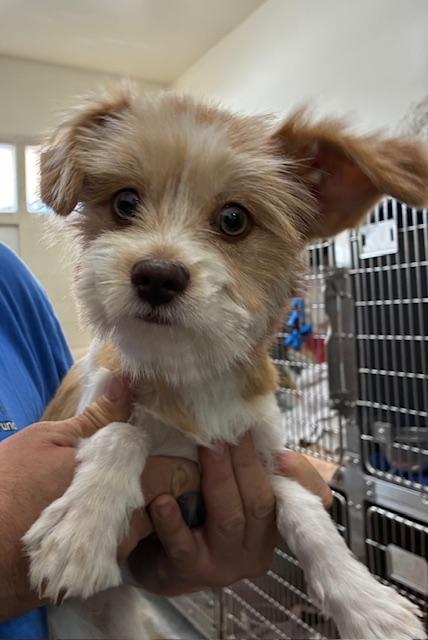 Roxy, an adopted mixed breed in Canoga Park, CA image 3/5