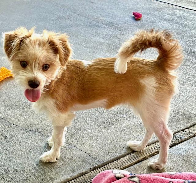 Roxy, an adopted mixed breed in Canoga Park, CA image 2/5