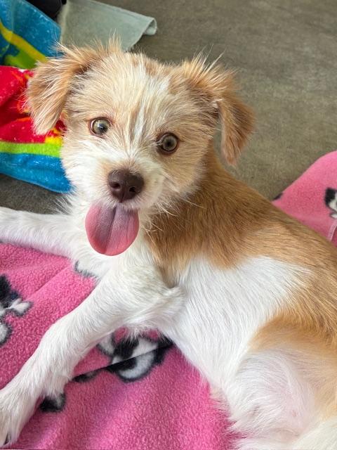 Roxy, adopted, Young Female Shih Tzu & Pomeranian.
