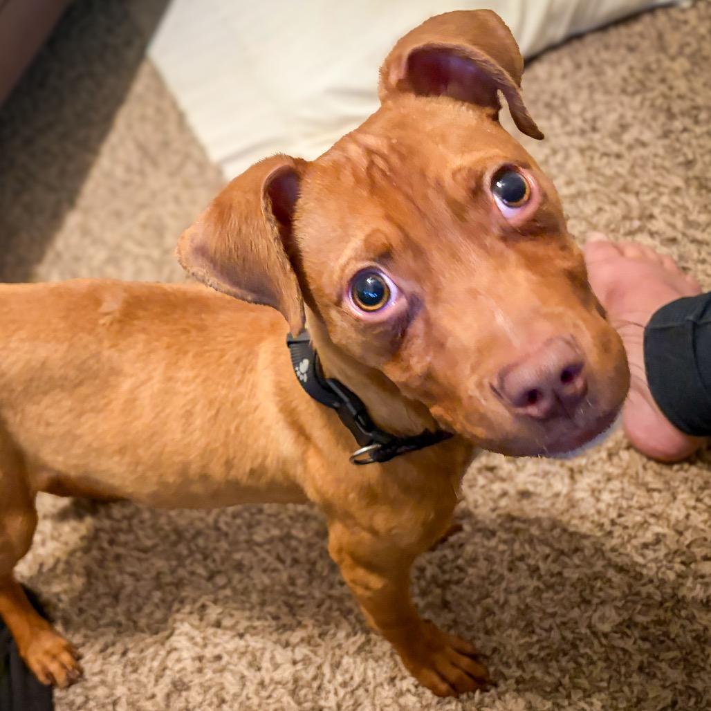 Salami, Adoptable, Puppy Male Chocolate Labrador Retriever & Mixed Breed.