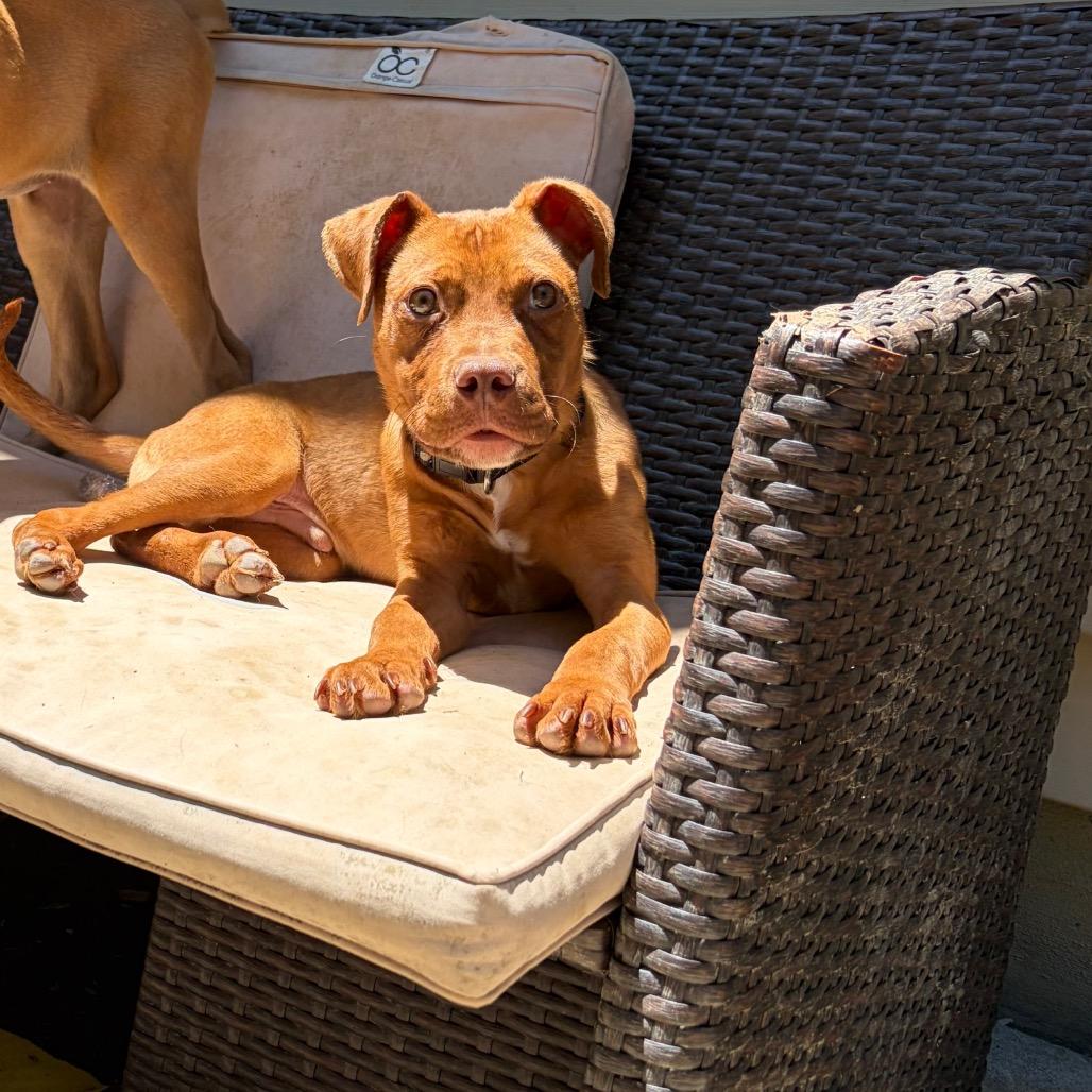 Enlarge Salami, a Adoptable mixed breed in Raleigh, NC image 2/6