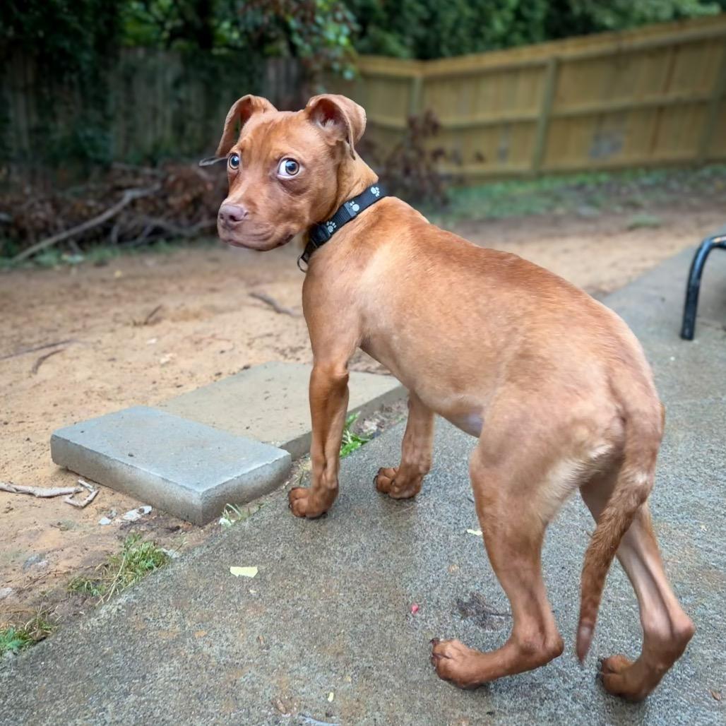 Enlarge Salami, a Adoptable mixed breed in Raleigh, NC image 3/6