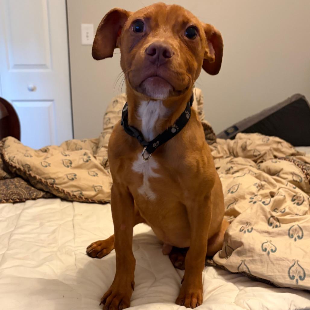 Enlarge Salami, a Adoptable mixed breed in Raleigh, NC image 4/6