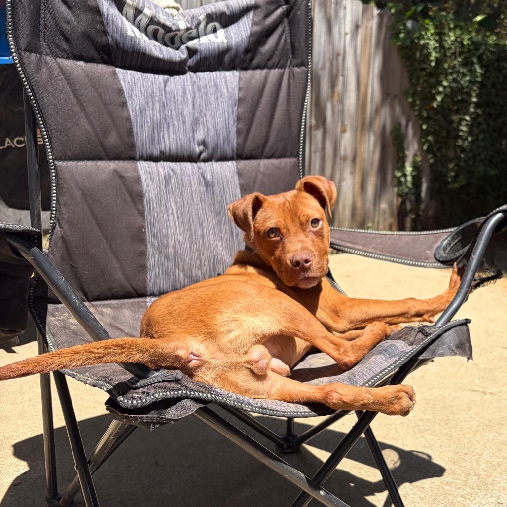 Enlarge Salami, a Adoptable mixed breed in Raleigh, NC image 5/6