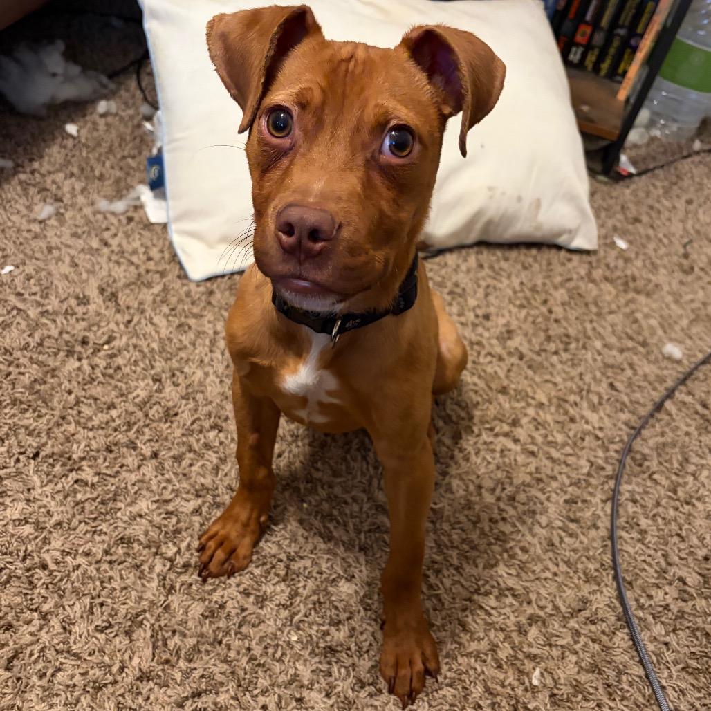 Enlarge Salami, a Adoptable mixed breed in Raleigh, NC image 6/6