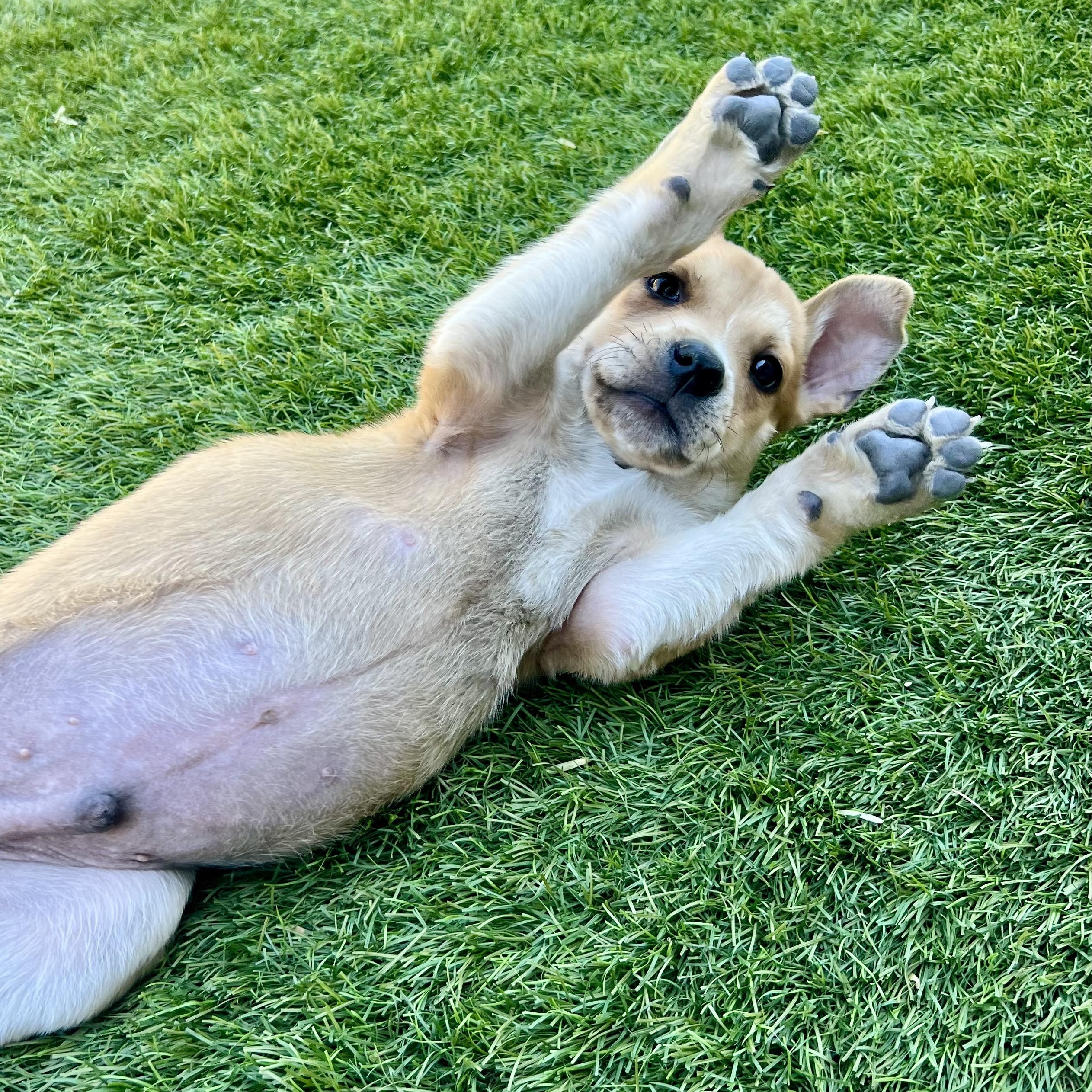 Enlarge Saguaro , a Adoptable mixed breed in Henderson, NV image 2/3