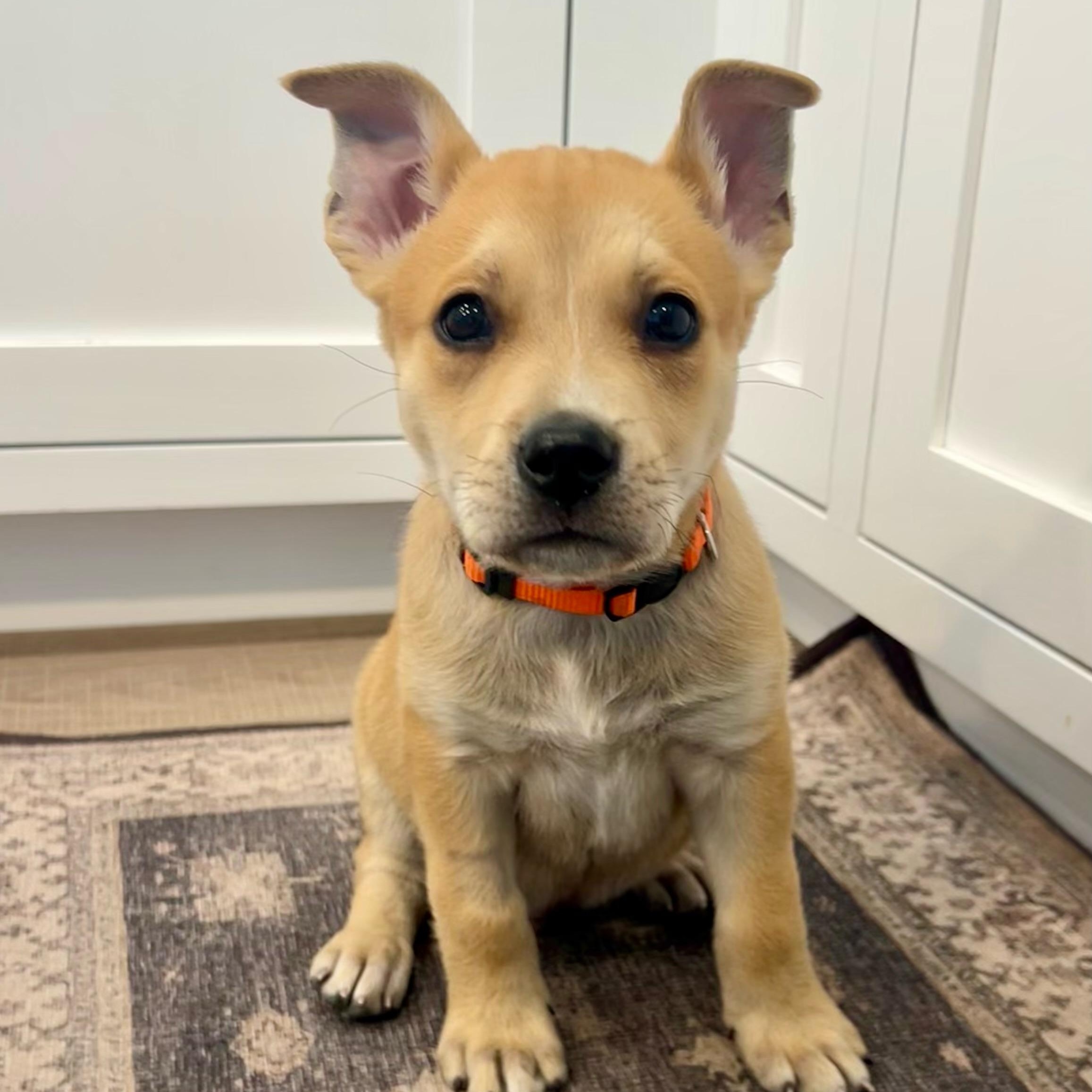 Enlarge Saguaro , a Adoptable mixed breed in Henderson, NV image 1/3