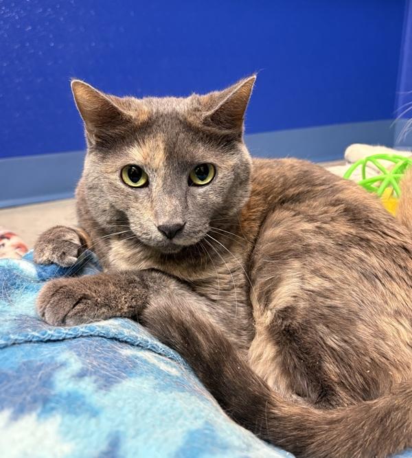 Enlarge Cheddar, a Adoptable mixed breed in Sioux City, IA image 2/5