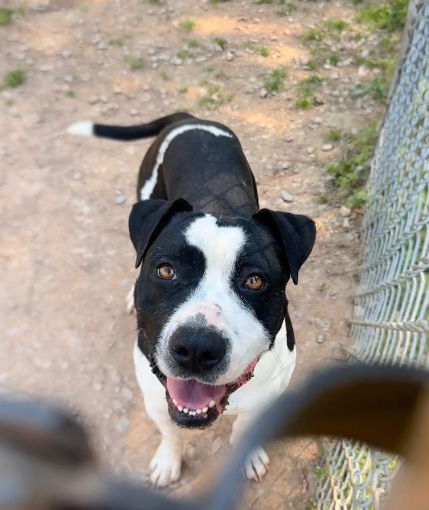 Caesar, Adoptable, Young Male Mixed Breed.