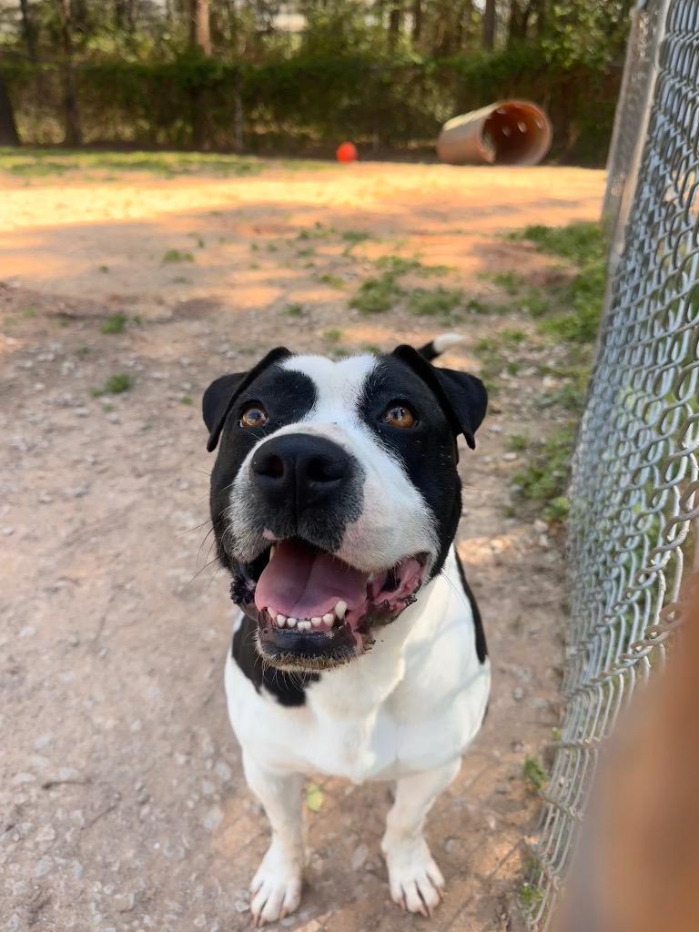Enlarge Caesar, a Adoptable Mixed Breed in Danielsville, GA image 2/4