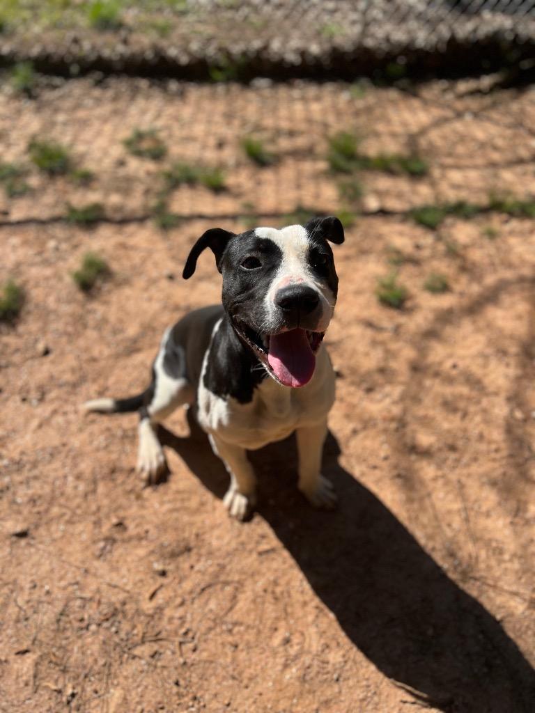 Enlarge Caesar, a Adoptable Mixed Breed in Danielsville, GA image 3/4