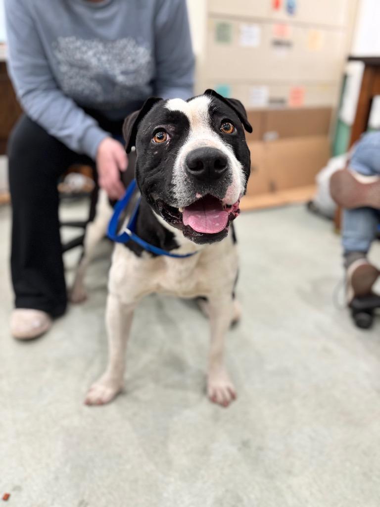 Enlarge Caesar, a Adoptable Mixed Breed in Danielsville, GA image 4/4